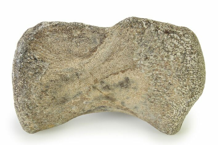 Fossil Plesiosaur Paddle Bone - Texas #322922